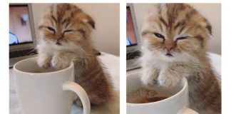 sleepy-kitty-featured-image
