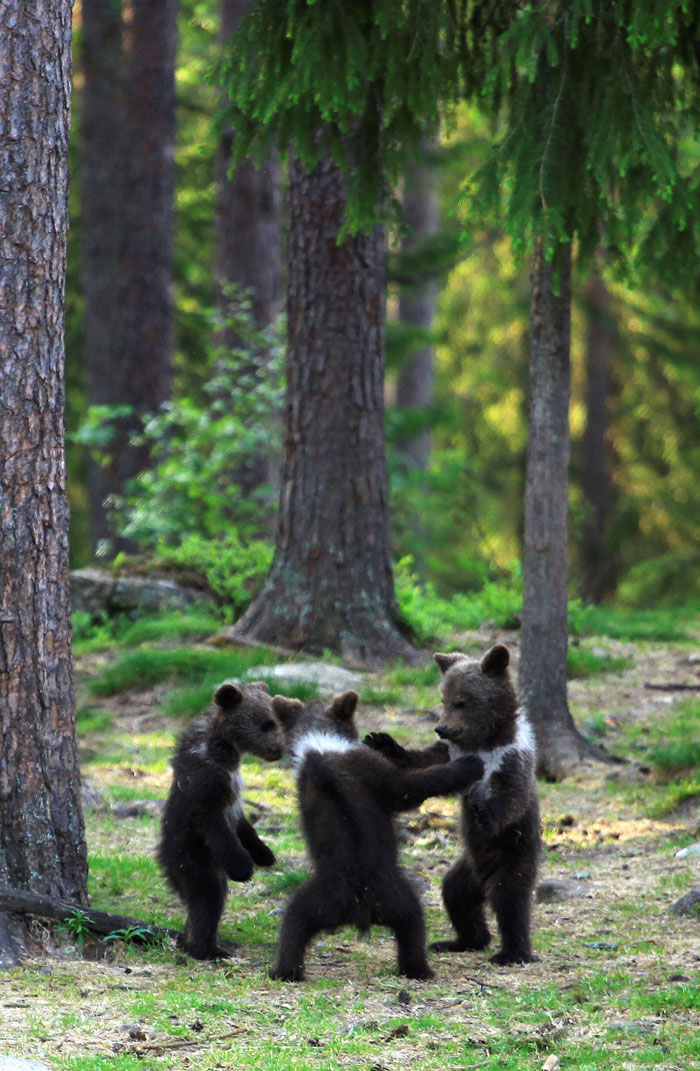 Dancing-baby-bears-caught-by-photographer