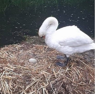 Heartbroken-Mother-Swan-Dies-Shortly