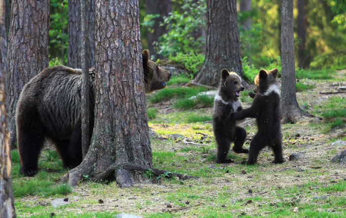 Photographer-Dancing-Baby-Bears