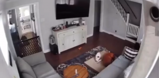 Thoughtful-Dog-Moving-His-Bed-to-His-Sick-Brother-featured-image