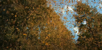 Inside view of Monarch butterflies flying