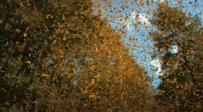 Inside view of Monarch butterflies flying