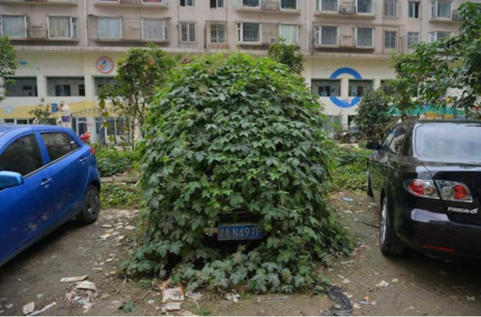 Nature takes over civilization car covered in ivy in Bejing