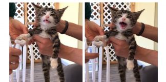 adorable kitten getting cast