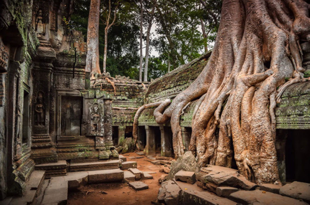 Angkor Cambodia tree taking over