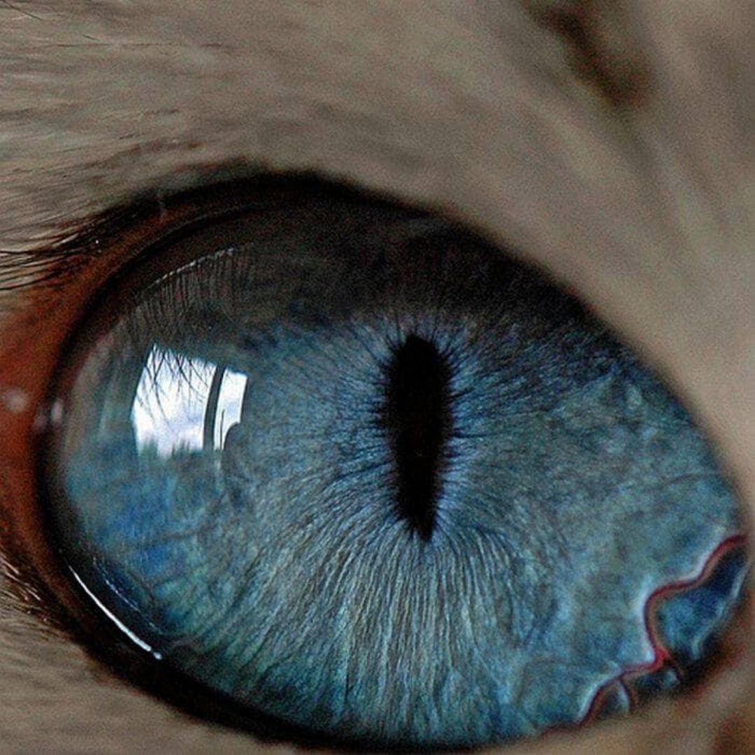 animal-eye-cat