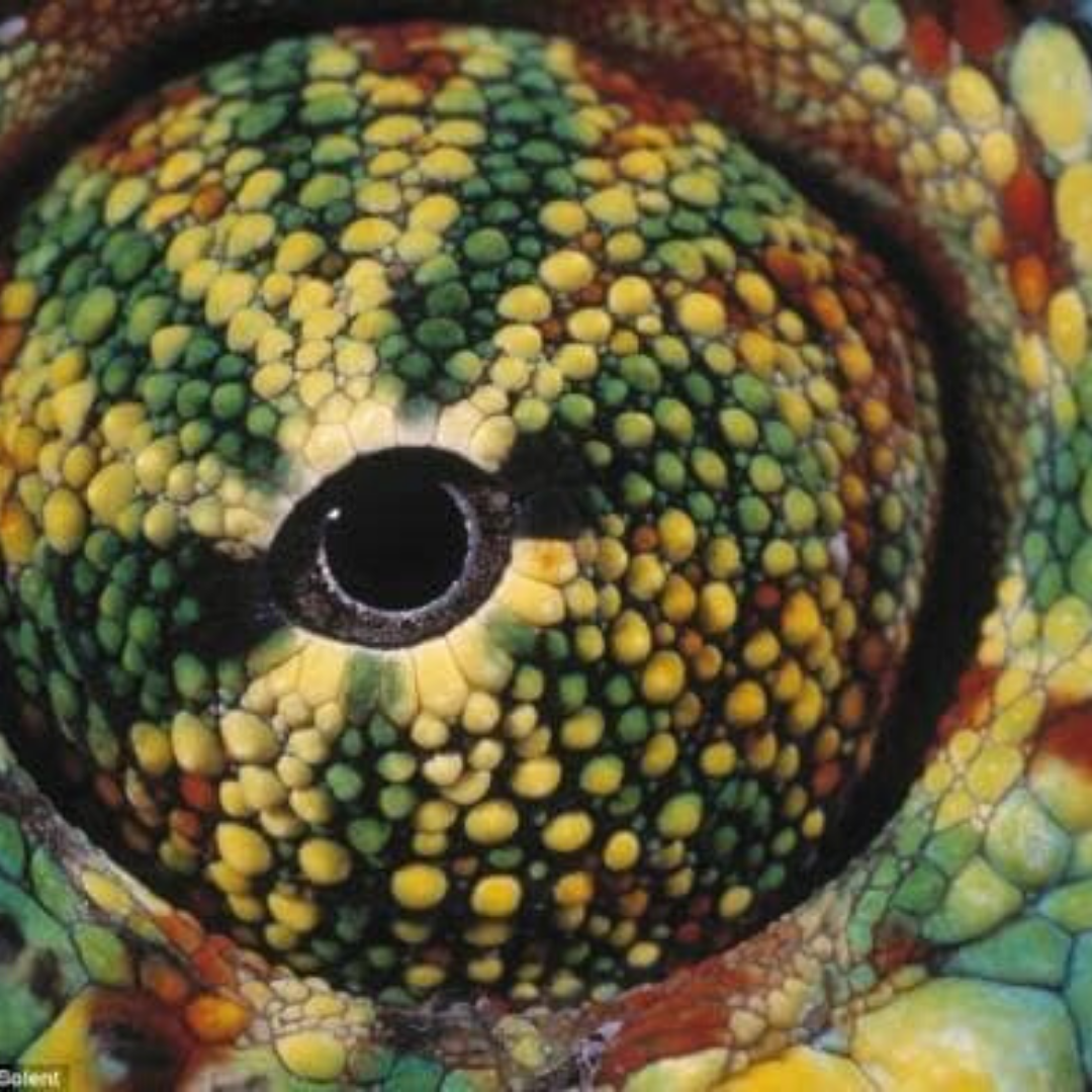 animal-eye-chameleon