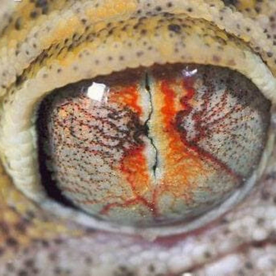 animal-eye-gecko