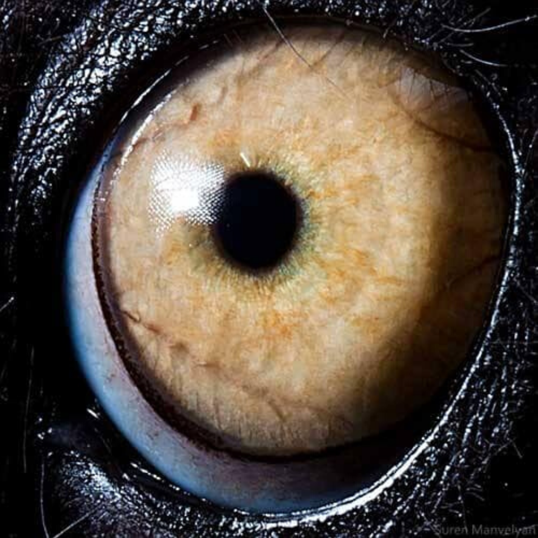 animal-eye-lemur