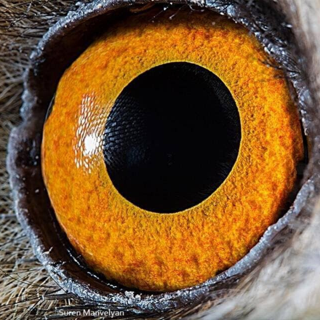 animal-eye-owl