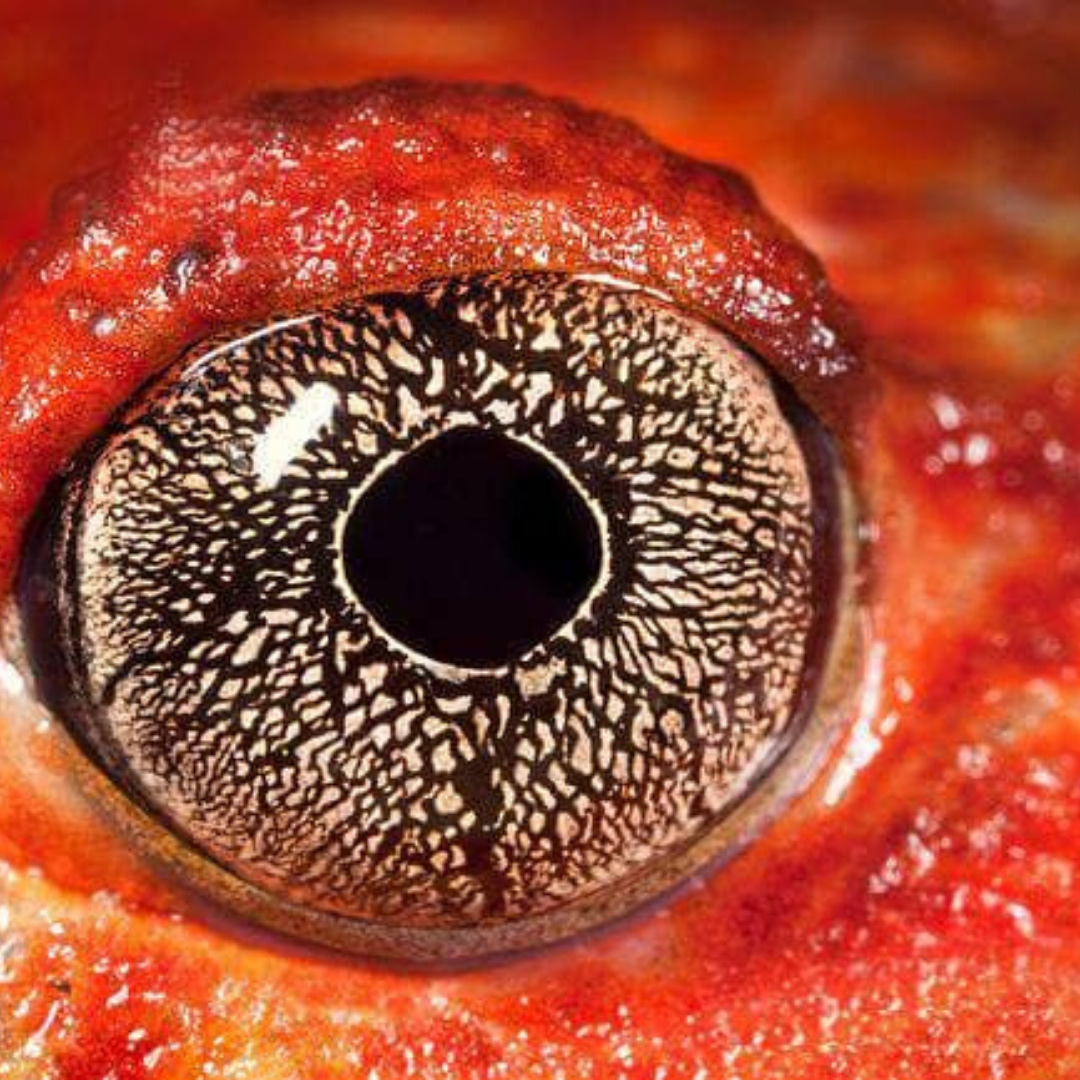 animal-eye-tomato-frog