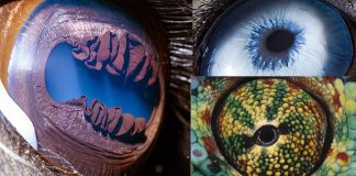 animal-eyes-photos-featured-image
