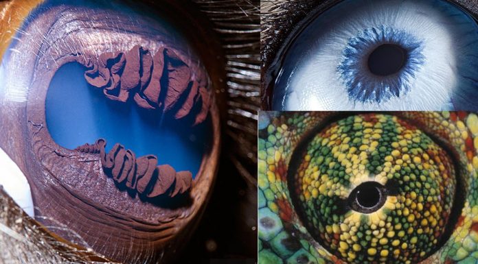 animal-eyes-photos-featured-image