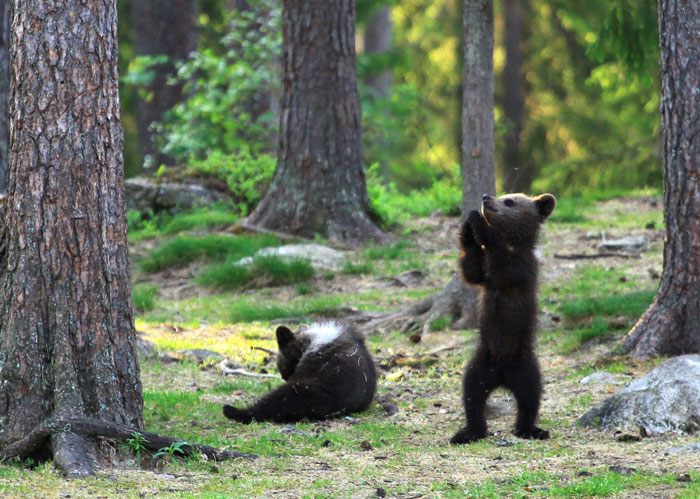 baby-bear-dancing-caught-in-camera