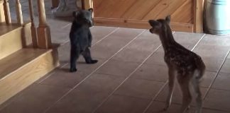 baby-bear-meets-fawn-for-first-time-featured-image