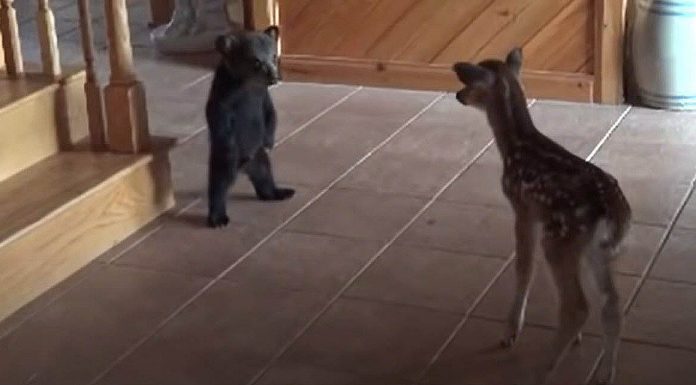 Baby Bear Hilariously Tries to Intimidate Baby Deer, Fails Spectacularly baby-bear-meets-fawn-for-first-time-featured-image