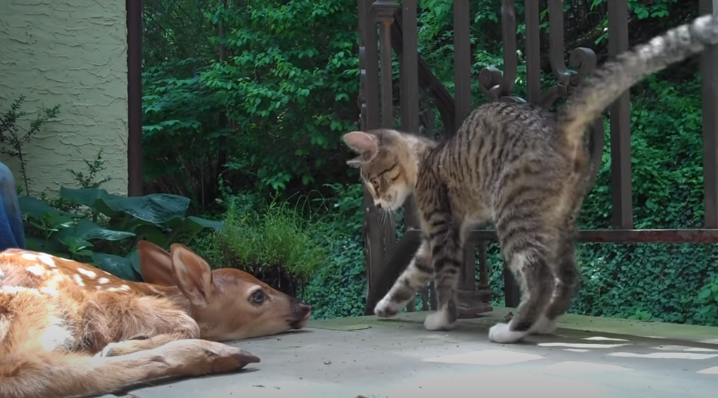 baby-deer-fawn-curious-kitten-porch
