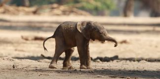 baby-elephant-takes-first-steps-featured-image