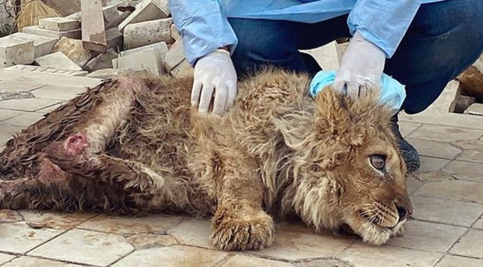 Rescuers Save Baby Lion Who Had His Legs Broken So Tourists Could Take Selfies baby lion rescued