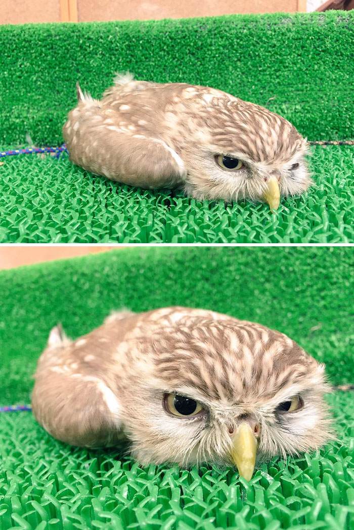 baby-owl-1