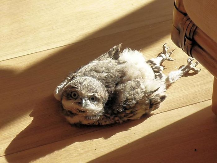 baby-owl-2