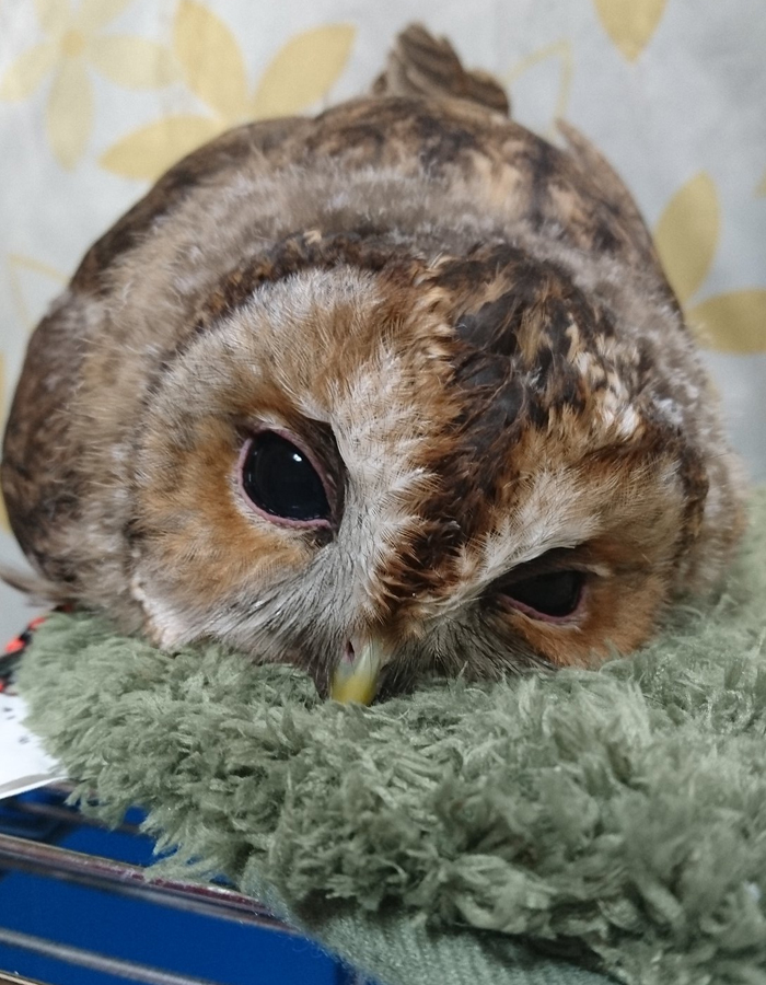 baby-owl-4