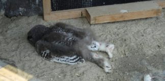 baby-owls-sleep-face-down-featured-image