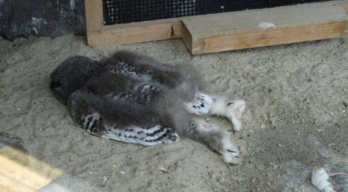 We Just Found Out Baby Owls Sleep Face Down and It’s Completely Adorable baby-owls-sleep-face-down-featured-image