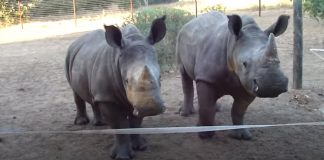 two baby orphan rhinos