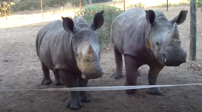 two baby orphan rhinos