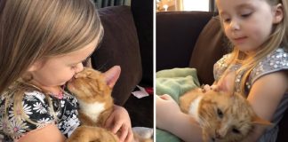 Bailey no ordinary cat little girl you are my sunshine