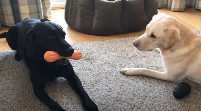 A BBC Sports Broadcaster Is Calling Games Between His Dogs and It’s the Best Thing Ever bbc-sportscaster-games-olive-mabel-part-1-featured-image