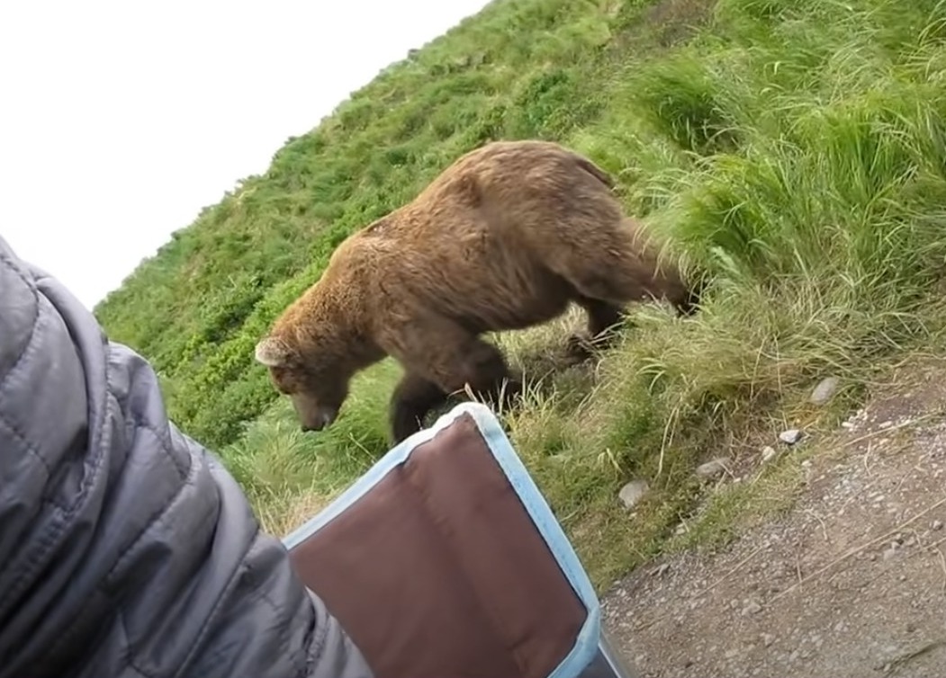 bear-sits-down-beside-guy-and-walks-away