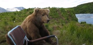 bear-sits-down-beside-guy-featured-image