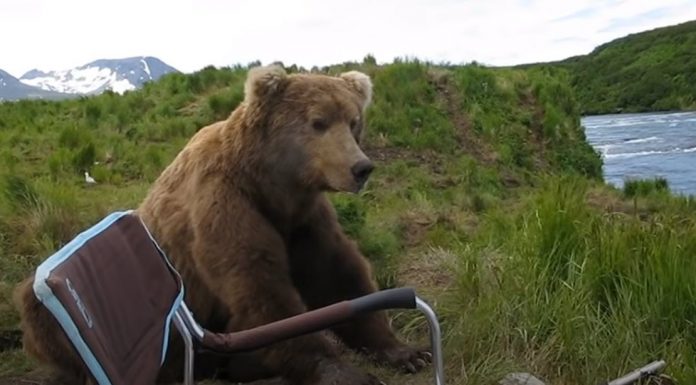 Guy Surprised When Giant Bear Wanders Up and Sits Down Beside Him bear-sits-down-beside-guy-featured-image
