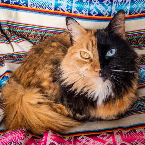 Beautiful chimera cat Quimera