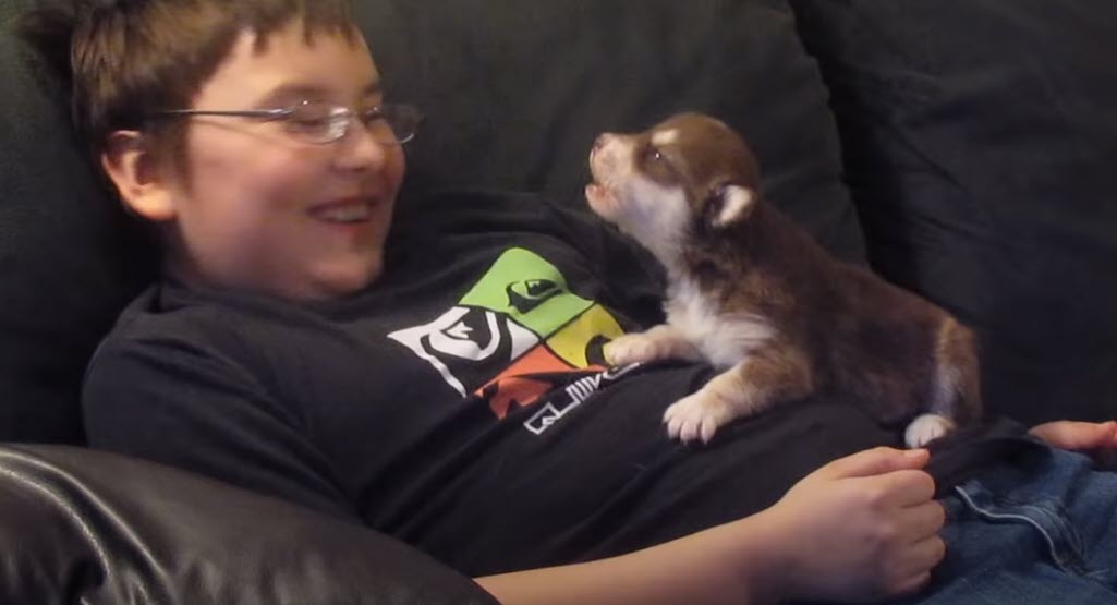 Belka Siberian Husky learning to howl