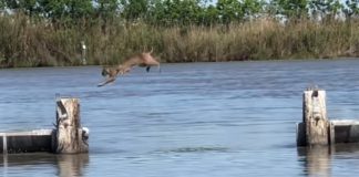 bobcat-jumps-across-water-featured-image