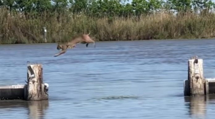 bobcat-jumps-across-water-featured-image