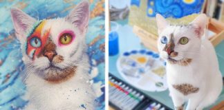 bowie-odd-eyed-cat-featured-image