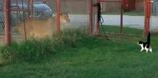 Brave housecat Baggy challenges female lion
