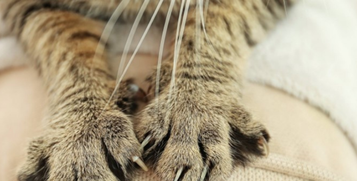 catgivesmassagefeaturedimage