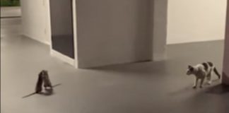 cat-watching-rats-fight-featured-image