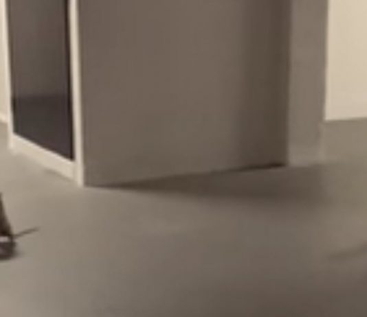 cat-watching-rats-fight-featured-image