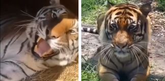 Do big cats meow and purr