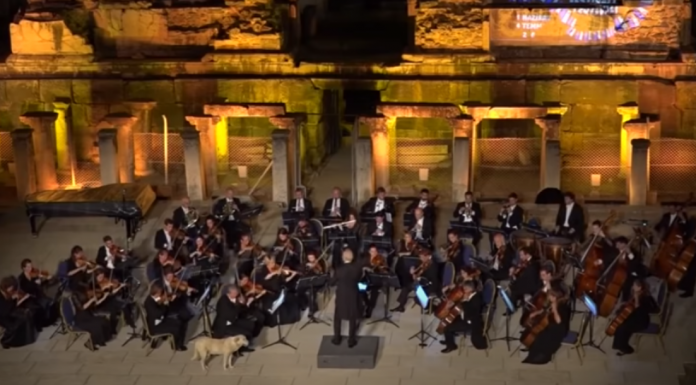 dog-crash-orchestra-featured-image