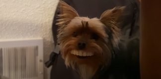 dog-gets-owners-novelty-teeth-featured-image
