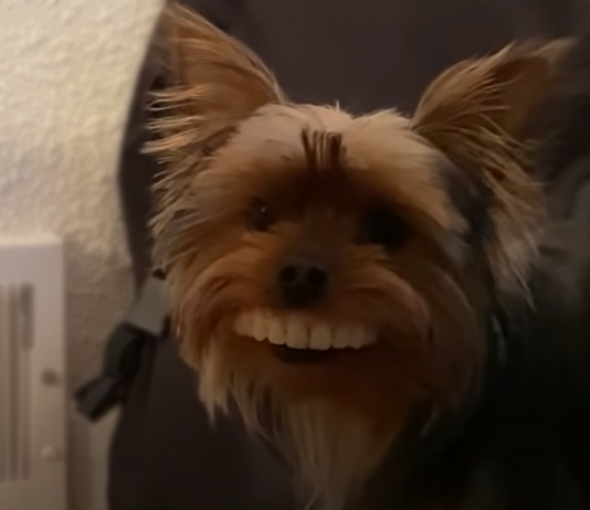 dog-gets-owners-novelty-teeth-featured-image