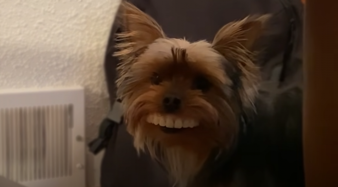 dog-gets-owners-novelty-teeth-featured-image
